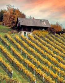 Weingarten Herbst | © Schilcherland Steiermark - Lupi Spum | Schilcherland Steiermark - Lupi Spum | © Schilcherland Steiermark - Lupi Spum