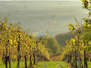 Blick auf den Betrieb | © Weingut Pock