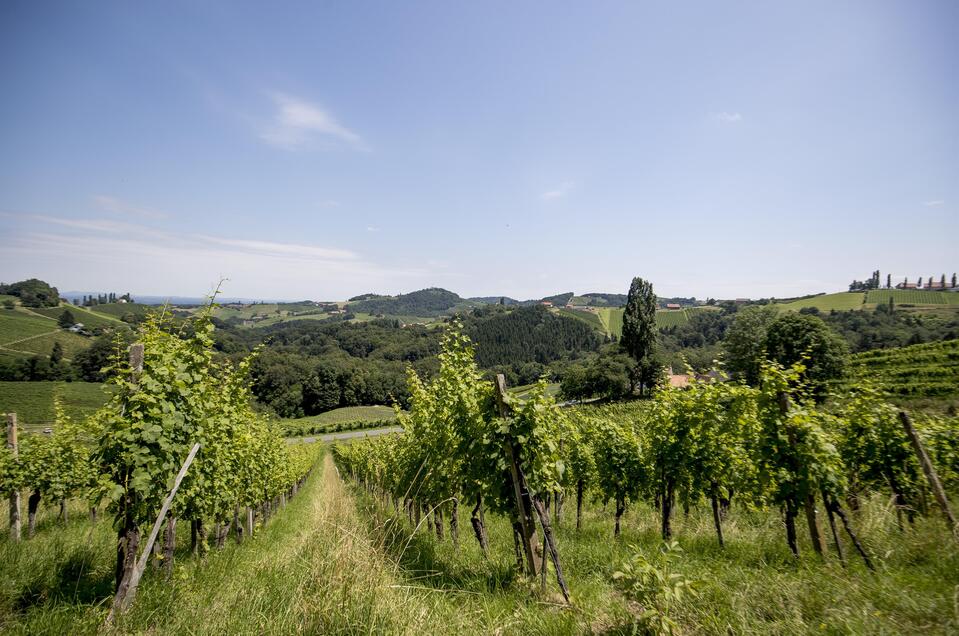 Weingut Schölzhorn - Impression #1 | © Tomm Lamm