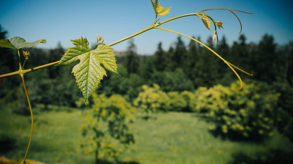 Weinrebe | © TV Südsteiermark - Lupi Spuma