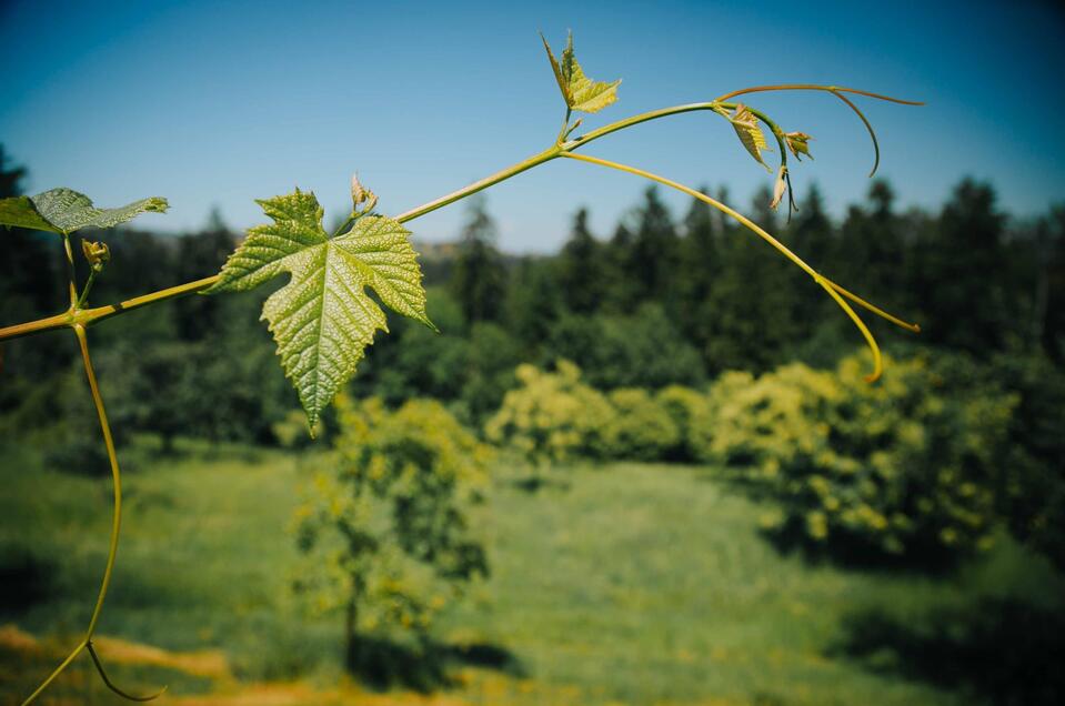 Weingut Windisch - Impression #1 | © TV Südsteiermark - Lupi Spuma