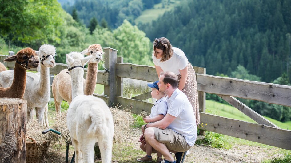 Wieserhof-Alpakas3-Murtal-Steiermark | © Anita Fössl