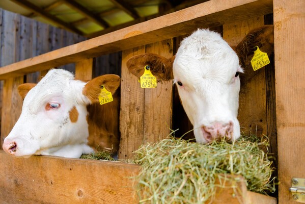 Baumgartnerhube-Cow-Murtal-Styria | © Baumgartnerhube