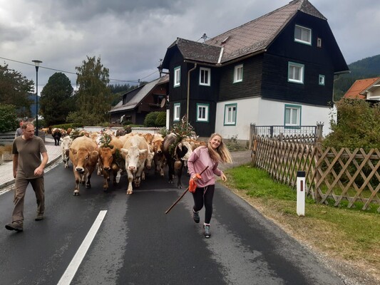 Almabtrieb-Ferienhaus Kargl-Gaal-Murtal-Steiermark | © Ferienhaus Kargl