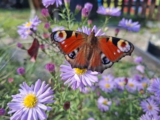 Schmetterling Garten