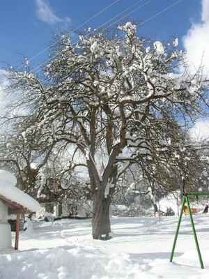 Stoffenbauer - Garten im Winter