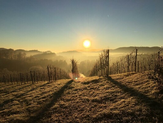 Weingut Gamser Sonnenaufgang | © Weingut  Gamser | Fam. Gamser