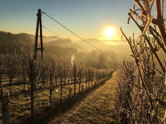 Weingut Gamser Weingarten Sonnenaufgang | © Weingut Gamser | Fam. Gamser