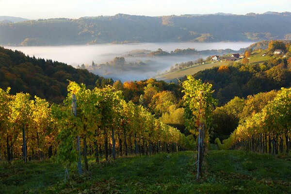 Weingut Buschenschank Wutti Weingarten | © Weingut Buschenschank Wutti | Jasmin Wutti