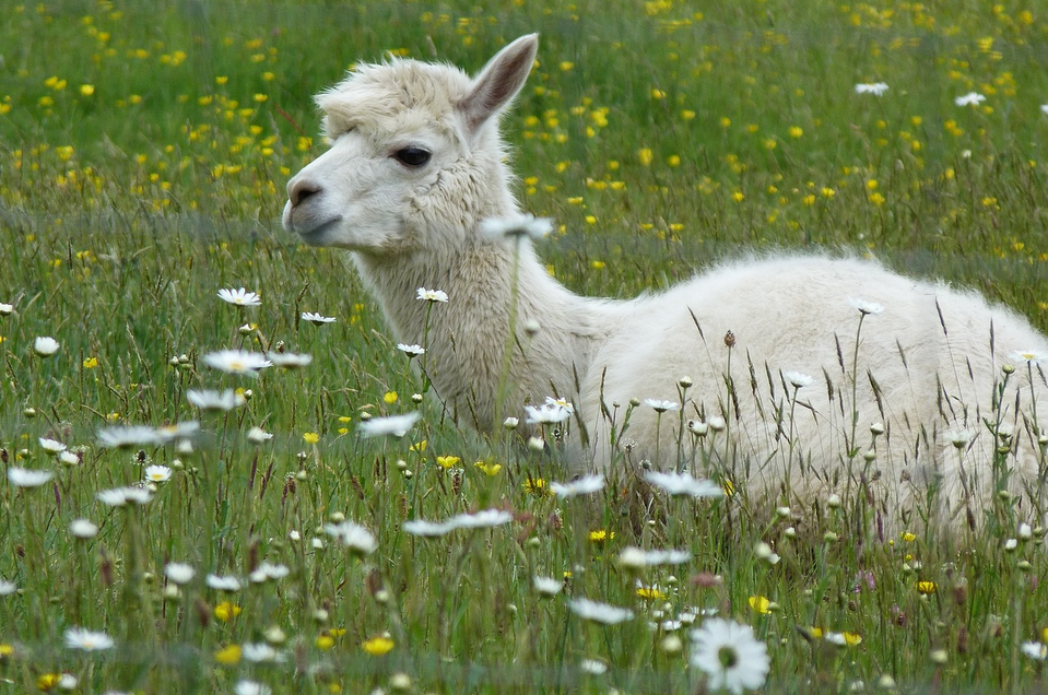 Abenteuer im Alpakagarten - Impression #1