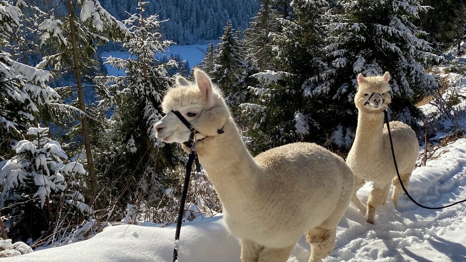 Dachstein Alpakas