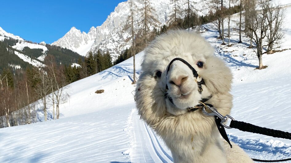 Dachstein Alpakas