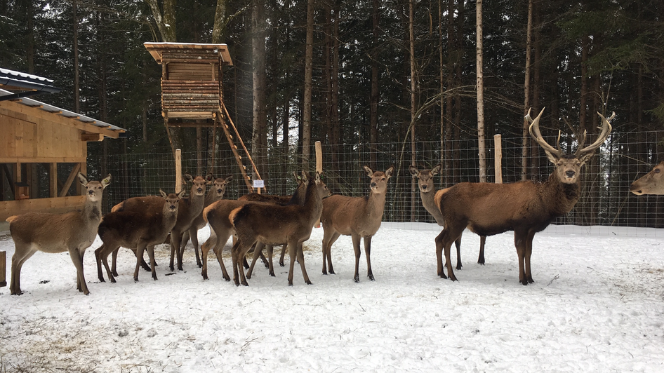 Rotwildfütterung