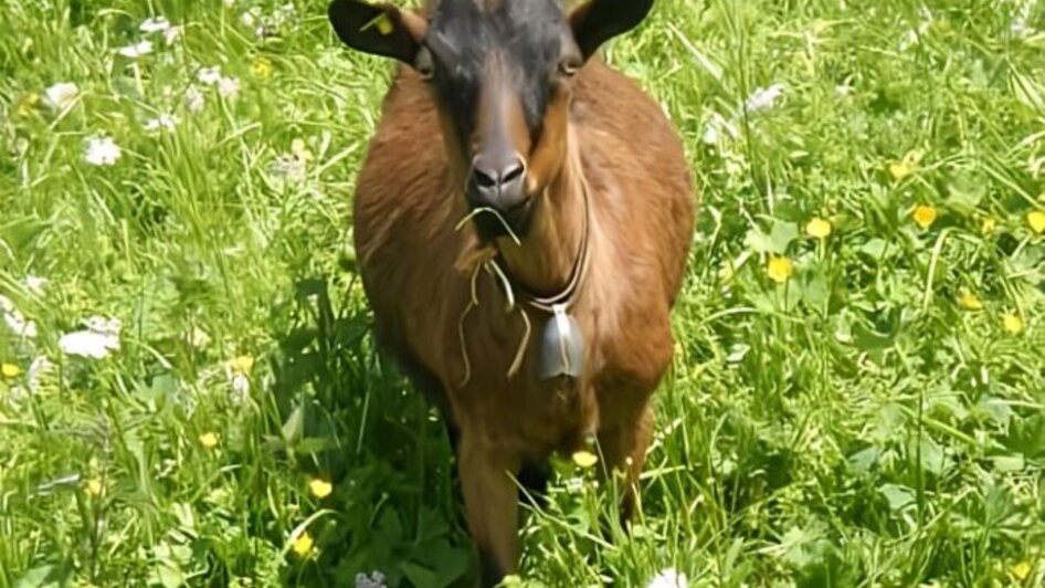 Tierisches Yoga - Impressionen #2.2 | © Sandra Glaser