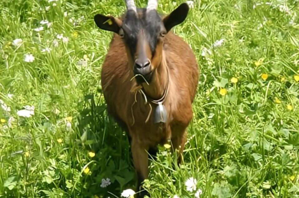 Tierisches Yoga - Impression #1 | © Sandra Glaser