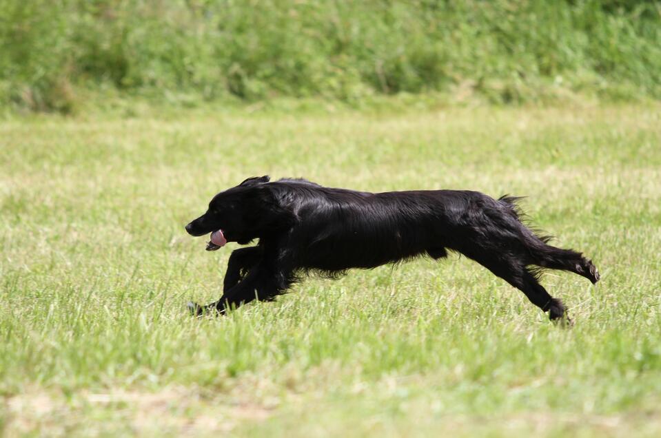 Hundewiese - Schladming - Impression #1 | © Stadtgemeinde Schladming